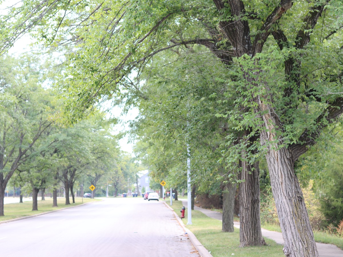Street Trees of&nbsp;KC