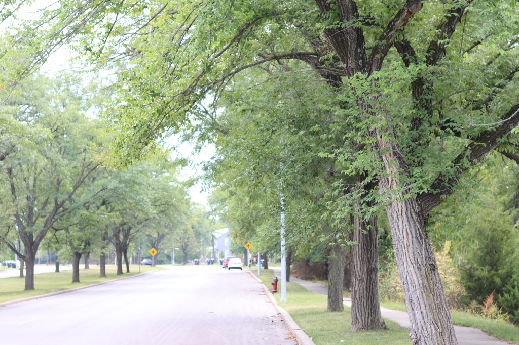 Street Trees of&nbsp;KC